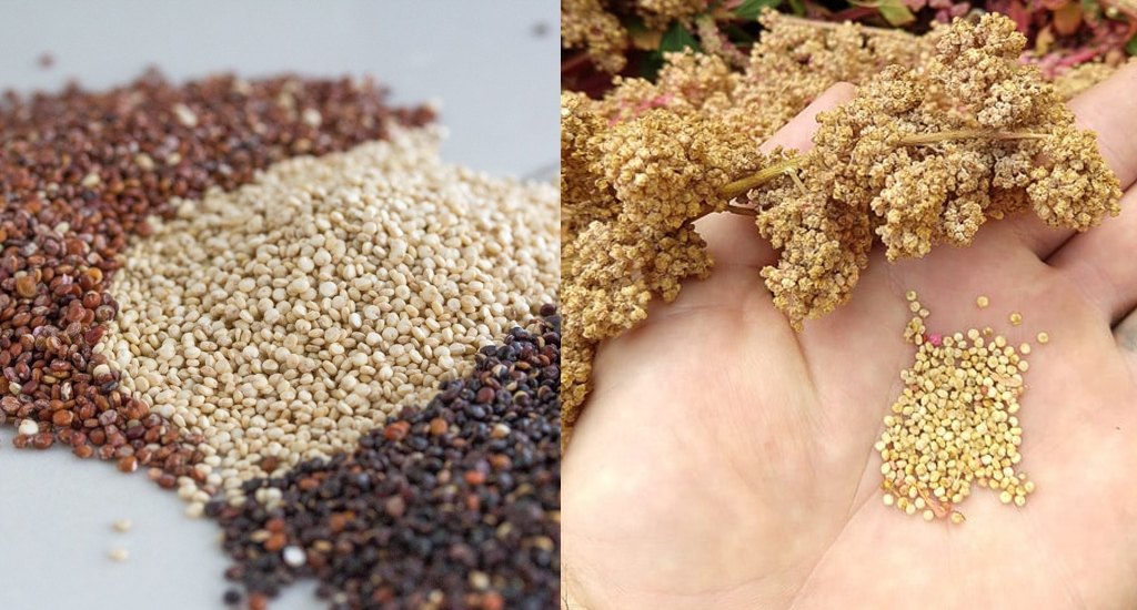 Киноа – продукт, который обязательно стоит включить в меню!